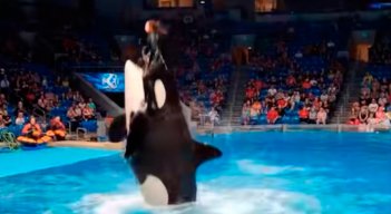 video orca