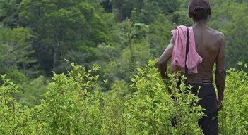 Vuelve la pesadilla de la aspersión sobre los cultivos de uso ilícito en la zona del Catatumbo.