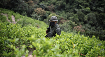Un militar en medio de un sembradío de hoja de coca.