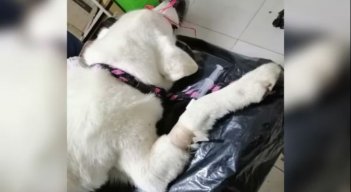 Perro agredido sexualmente 