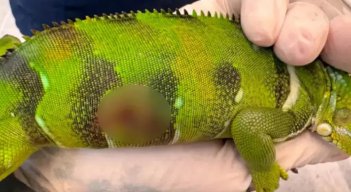 Iguana-infantil