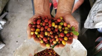 Producción de café en Colombia es la mayor en tres décadas