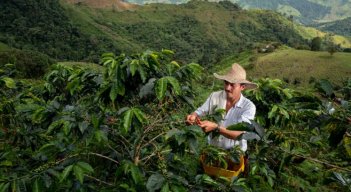 El café, motor productivo de más de 17.000 familias de Norte de Santander
