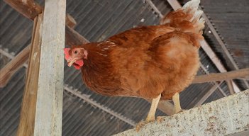 Gallina. Foto La Opinión