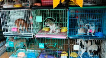 Perros comercializados o en venta