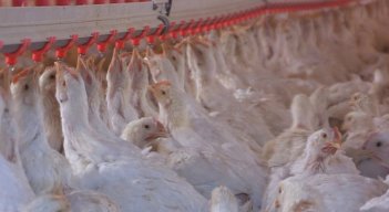 Colombia logra por primera vez exportar pollo a Japón