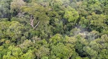 Bosques. / Foto Cortesía