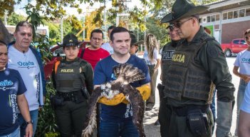 El Director General de Corponor, Humberto Camacho, explicó que el ave está recibiendo todos los cuidados médicos veterinarios en el CAV y que presenta heridas en su ala izquierda./Foto cortesía