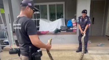 Pitón-en-tailandia.