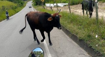 Una campaña se adelanta en Ocaña para recoger a los semovientes que deambulan sobre las vías de la ciudad.