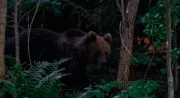 Ataque de oso