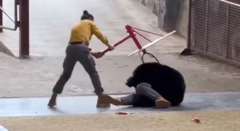 Ataque-en-oso