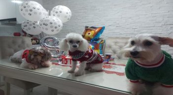 El uso de la pólvora genera pánico entre los animales. / Foto: Archivo