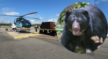 El oso Tamá vuelve a su casa