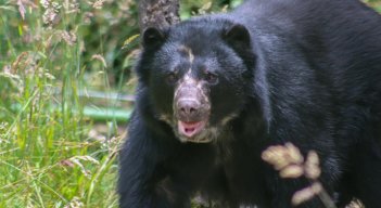 Tamá es el nombre del oso