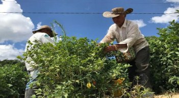 Campesinos de la zona del Catatumbo comienzan a sentir los rigores de las heladas.