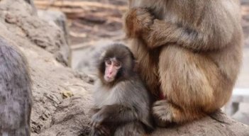 Punch, el macaco japonés que se aferraba a un peluche ya es abrazado por la manada