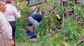 arbol-en-barranquilla.