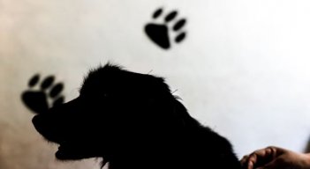 Tragedia en Estados Unidos: recién nacida murió por ataque de un perro criollo