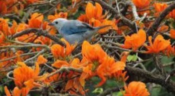 Avanza la campaña de adoptar un Barbatusco durante la Semana Santa.