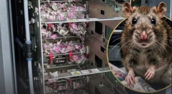 Insólito caso: una rata se “come” casi 19.000 dólares dentro de un cajero