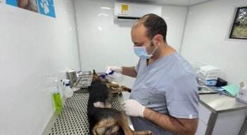 ESTERILIZACIÓN DE ANIMALES 