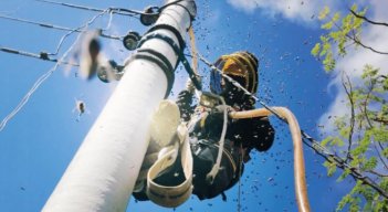 Incidentes con abejas en Norte van en aumento