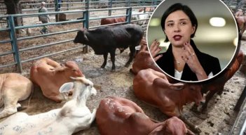 exportacion-de-ganado