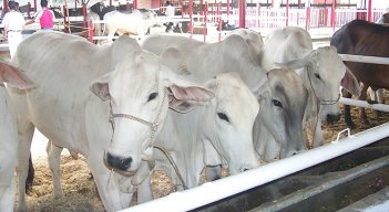 Ganadería. / Foto archivo