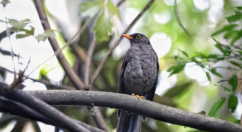Aves