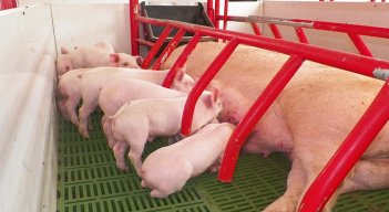 Porcicultores. / Foto: La Opinión