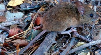 Así es el ratón silvestre que originó la cepa Andes del hantavirus