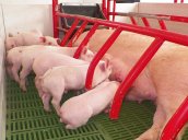 Porcicultores. / Foto: La Opinión