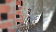 Perro-Doña Nidia