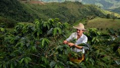 El café, motor productivo de más de 17.000 familias de Norte de Santander