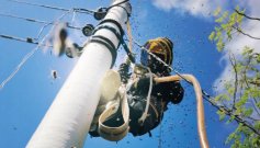 Incidentes con abejas en Norte van en aumento