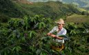 El café, motor productivo de más de 17.000 familias de Norte de Santander